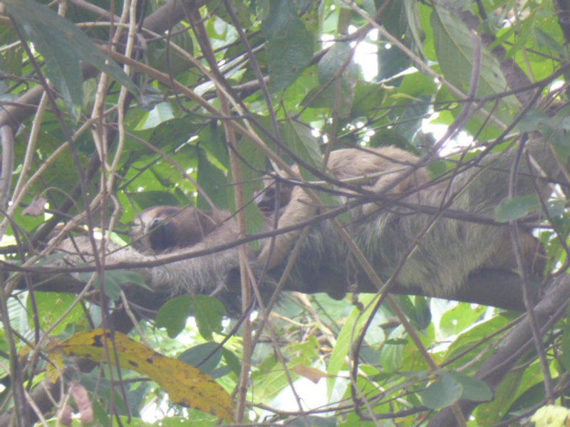 Three toed sloth with her baby