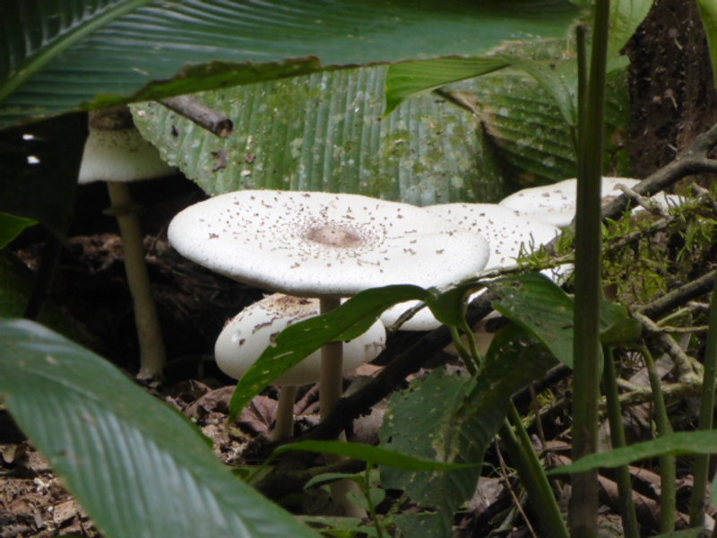 Jungle fungi