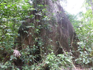 Ceiba pentorifu tree(or something like that!)