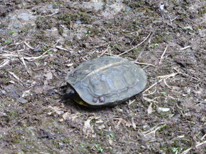 Terrapin with hitch hiking mites