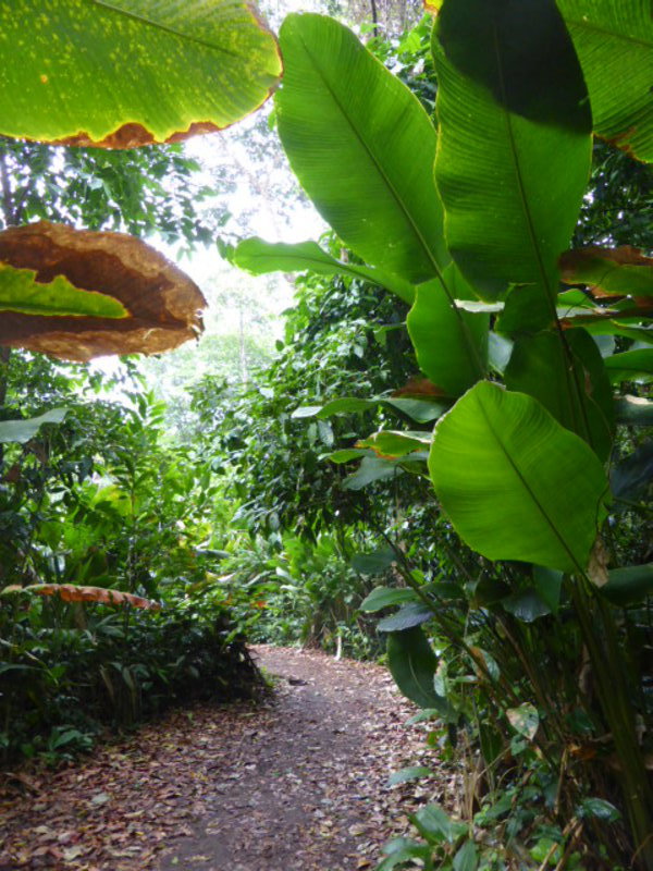 Lush jungle foliage