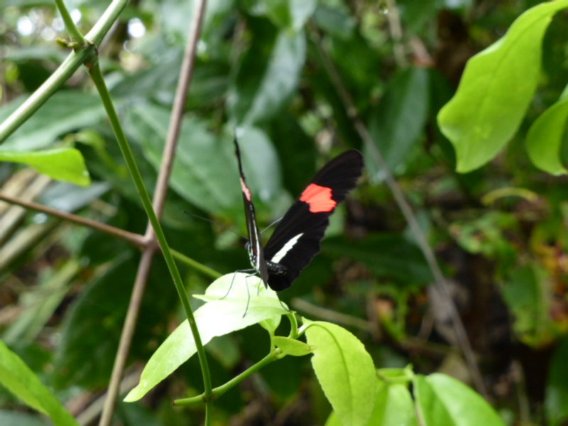 Helliconius melpomene butterfly