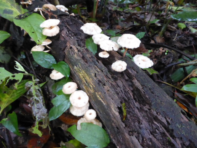 ...and some more fungi