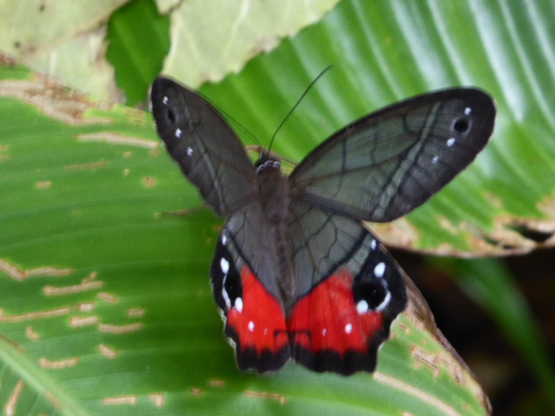 Pierella butterfly