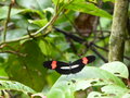 Helliconius melpolmene butterfly