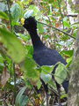 Great Curassow