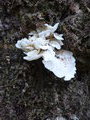 More fungi