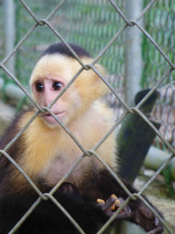 White faced capuchin monkey