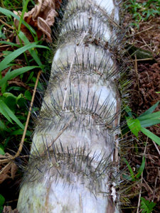 Nasty looking spines on the heart of palm trunk