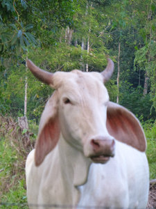 Cow with upside down ears!