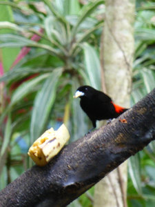 Scarlet rumped tanager