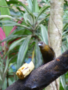 Birds feeding at the bananas