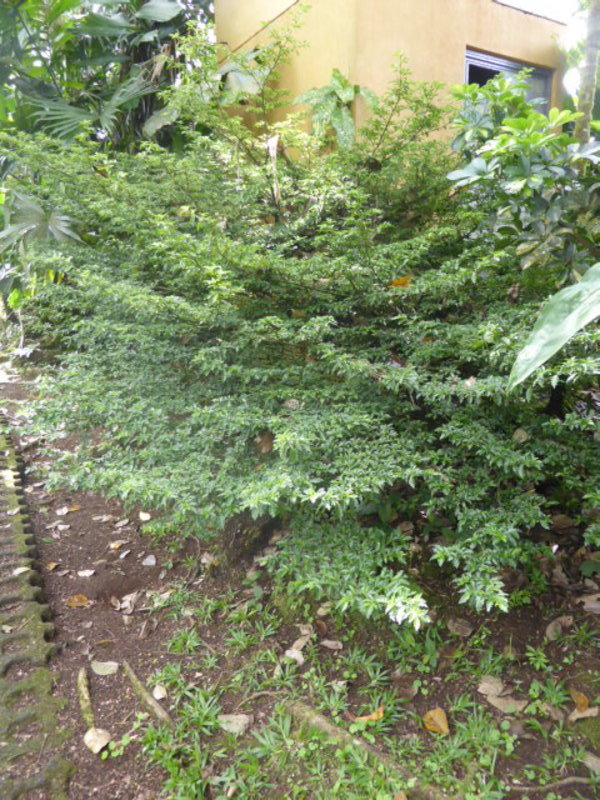 Tropical rainforest bonsai