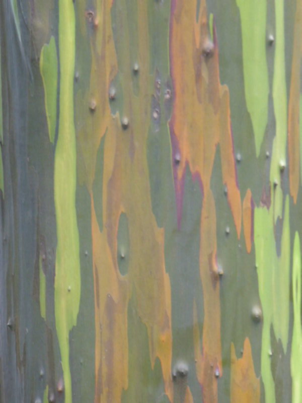 Eucalyptus painting!
