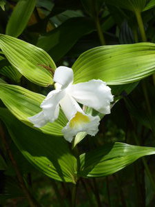Sobralia orchid