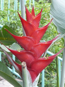 Rostrata heliconia - upright ready for humming bird pollination