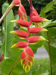 Rostrata heliconia - hanging down ready for bat pollination