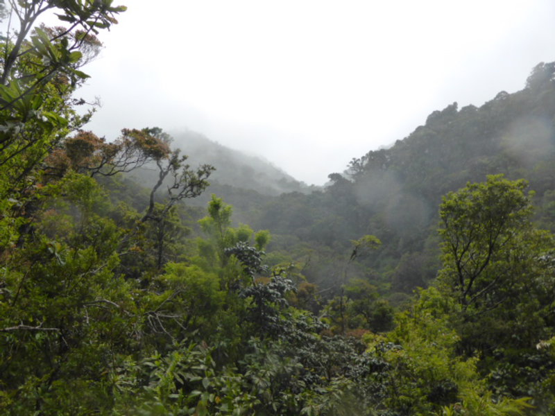 Misty views of the cloud forest