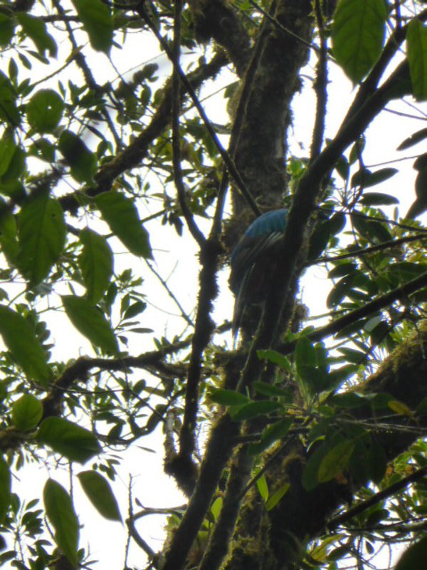 Last view of the quetzal