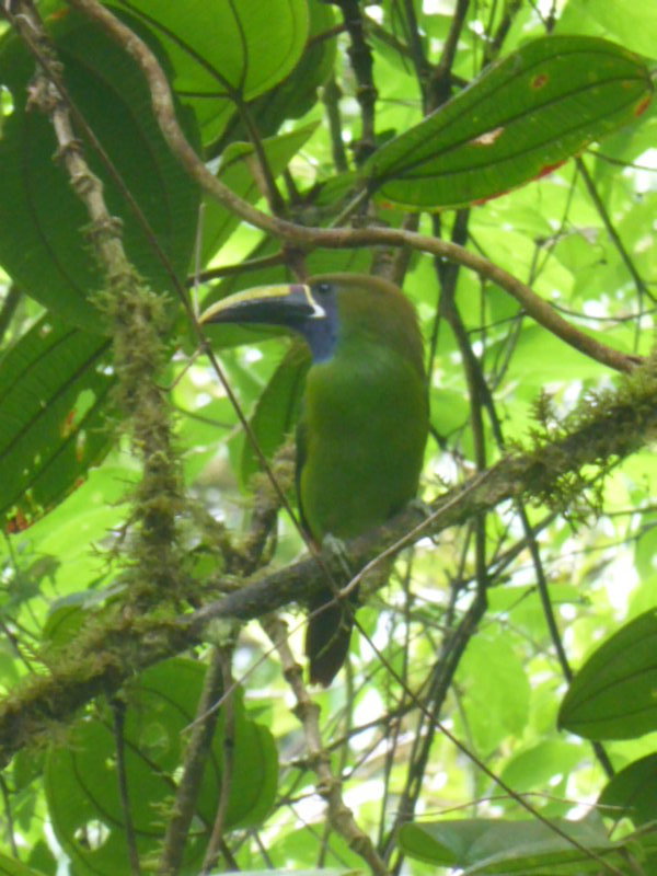 Toucanette