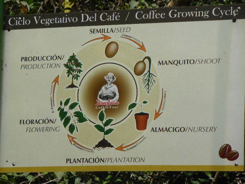 The growing cycle of the coffee plant