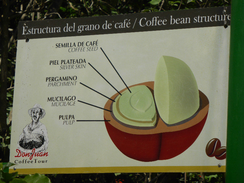 Parts of the coffee fruit/bean