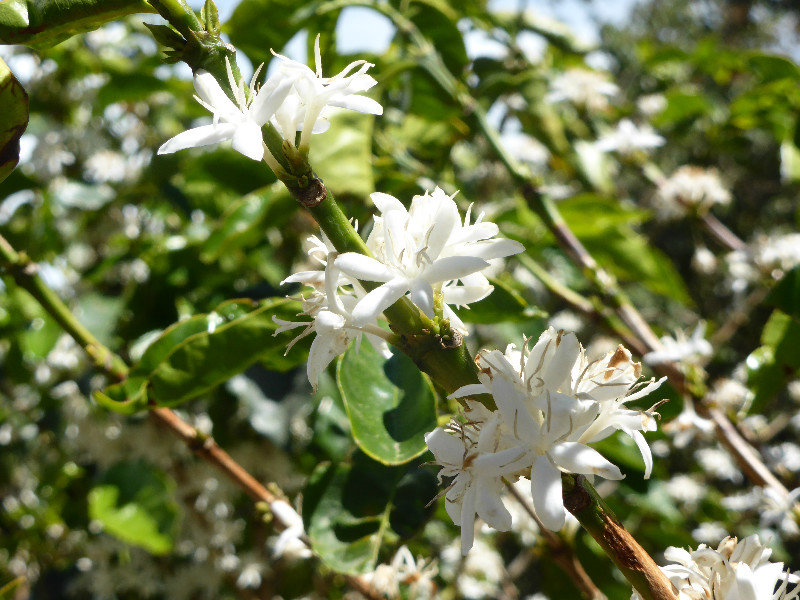 Coffee plant's blossoms smell of jasmine