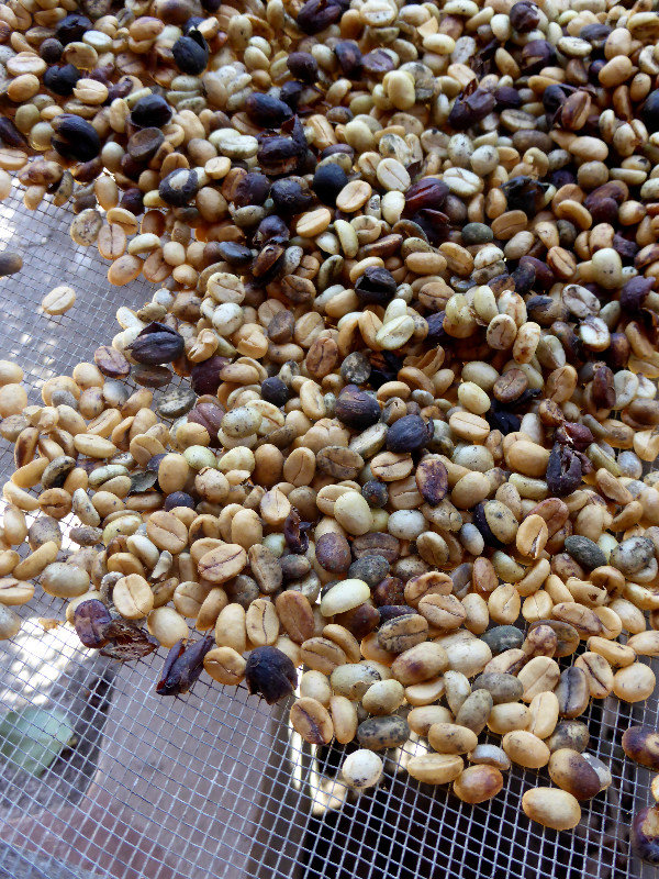 Drying the coffee beans