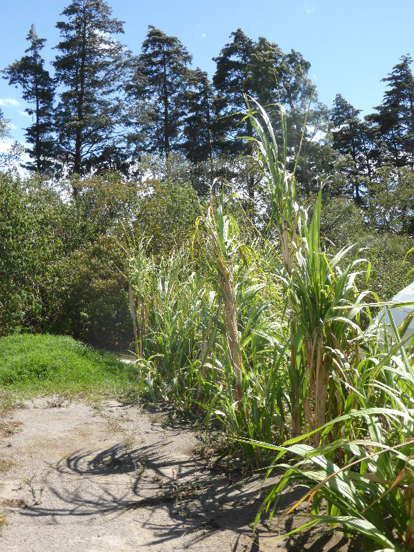 Sugar cane  plants