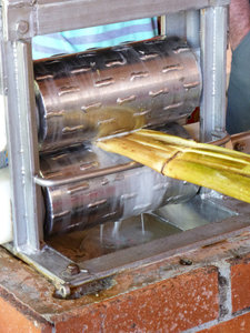 Squeezing out the sugar cane juice