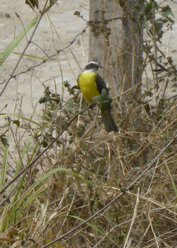 Pretty little white-ringed flycatcher seen on the way back to my hotel