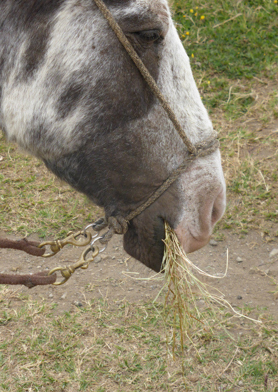 Catherine's horse had this hay in its mouth the WHOLE trek
