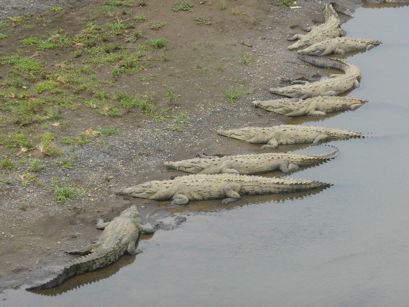 Crocs seen on the way to Quepos