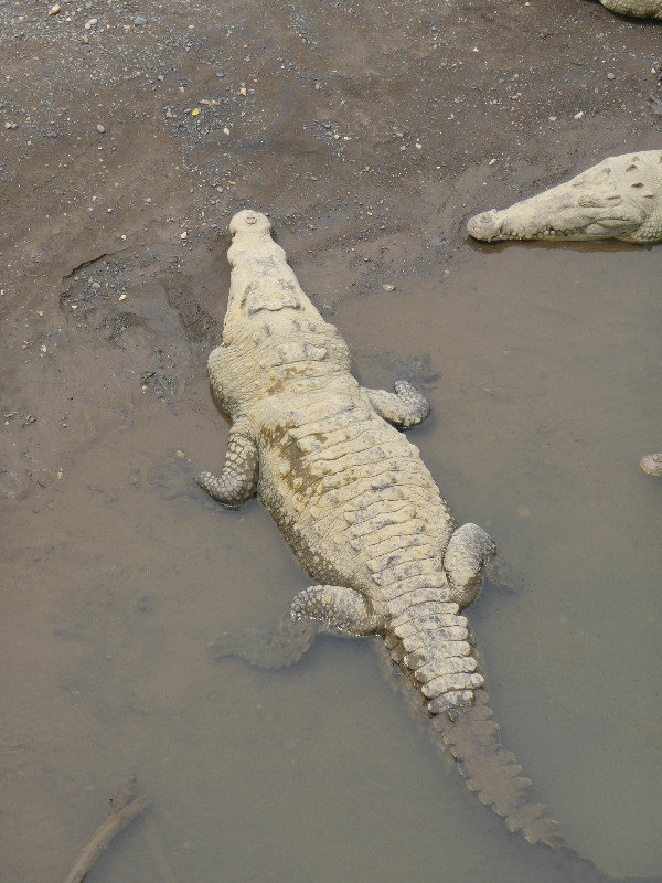 The biggest croc on show
