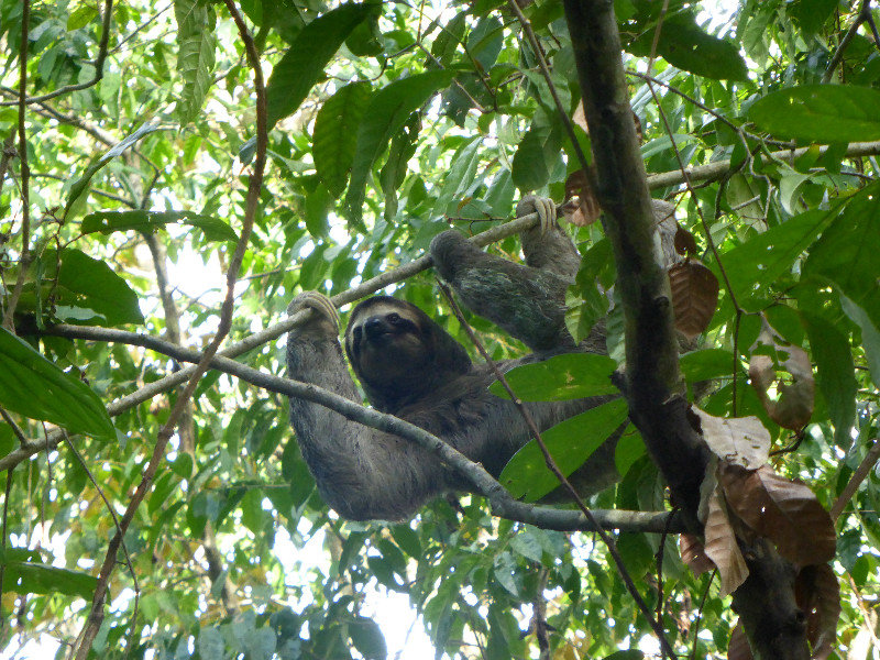 Sloth precariously hanging from too thin a branch