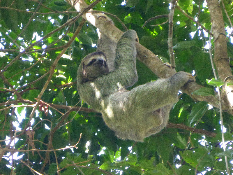 Oh go on, just one more sloth!