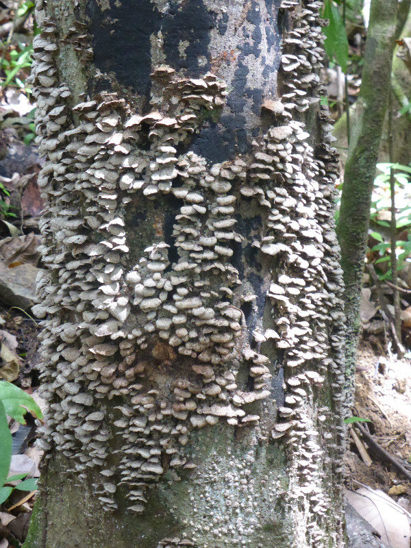 Tree trunk covered in fungi