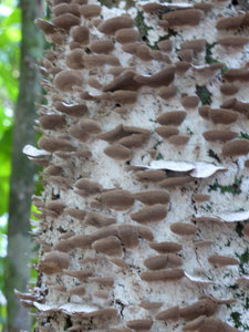 Fungi up close