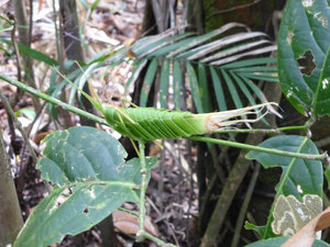 Palm leaf origami cricket
