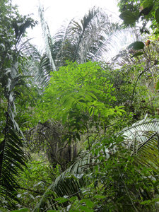 Lush tropical forest 