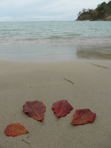 Beautiful red leaves I found floating in the sea