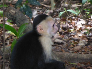 Gorgeous little capuchin monkey