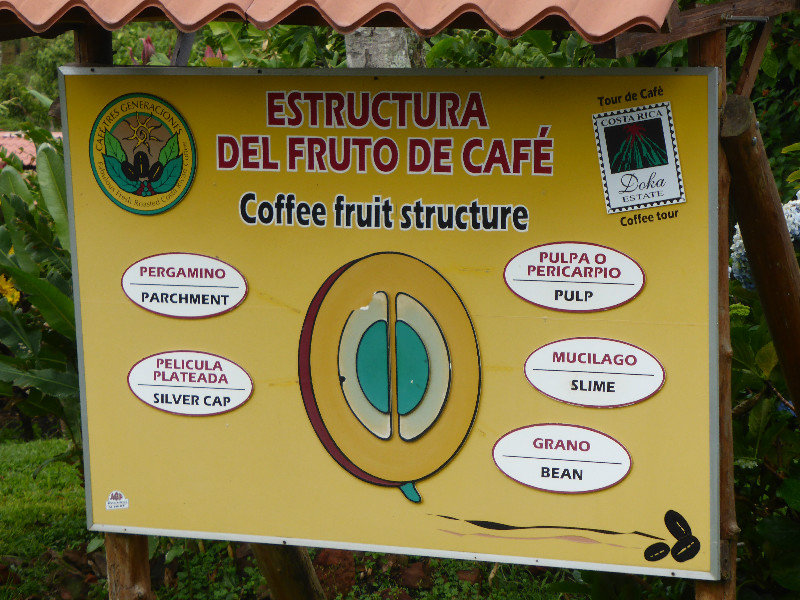 Parts of the coffee fruit