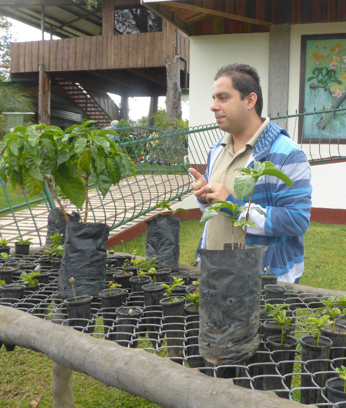 Melvin explaining the coffee plant's growing cycle