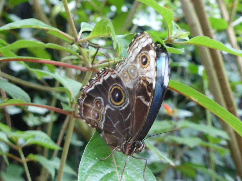 Blue morpho with wings closed - again!