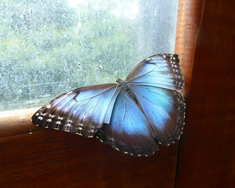 Finally the beautiful blue morpho with wings open