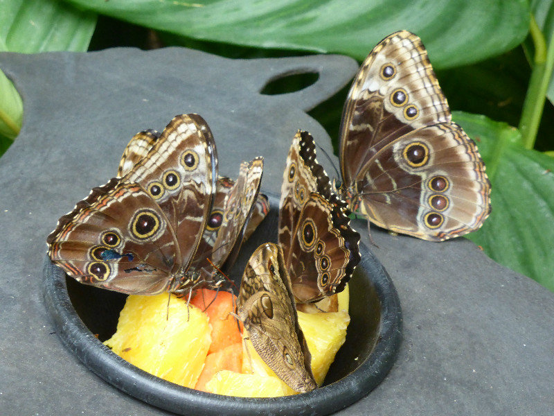 Fruit supping butterflies