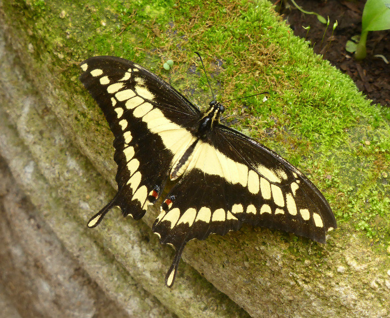 Swallowtail (didn't have to look that one up!)
