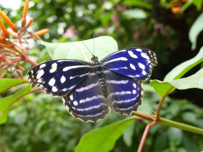 Banded purple winged butterfly