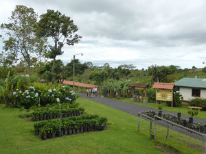 Doka coffee plantation